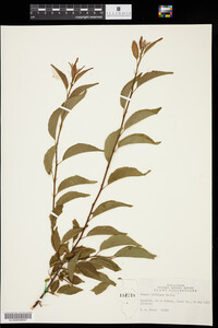 Prunus hortulana image