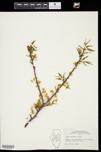 Prunus hortulana image