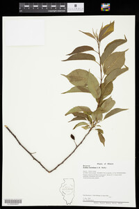 Prunus hortulana image