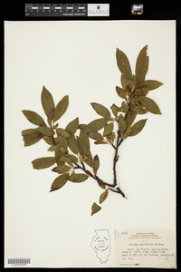 Prunus hortulana image