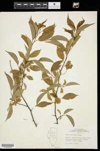 Prunus hortulana image