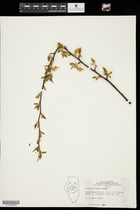 Prunus hortulana image