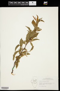 Prunus hortulana image