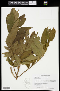 Juglans nigra image