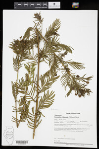 Desmanthus illinoensis image