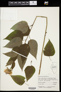 Monarda clinopodia image