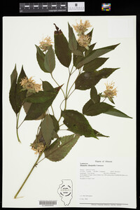 Monarda clinopodia image