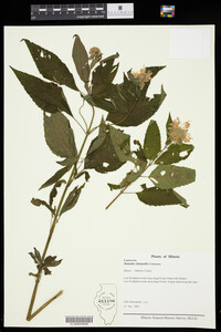 Monarda clinopodia image