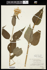 Monarda clinopodia image