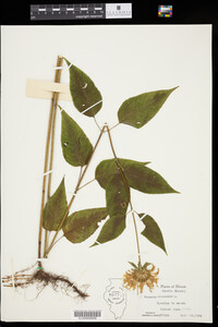 Monarda clinopodia image