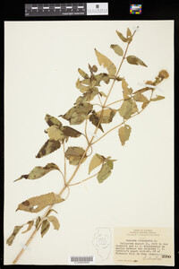 Monarda clinopodia image