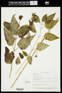 Monarda clinopodia image