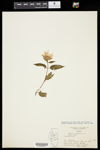 Monarda clinopodia image