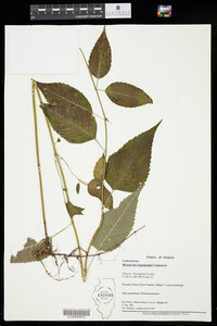 Monarda clinopodia image