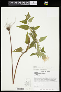 Monarda fistulosa f. albescens image