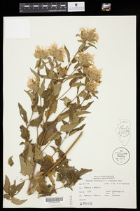 Monarda fistulosa f. albescens image