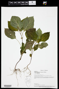 Image of Perilla frutescens var. frutescens