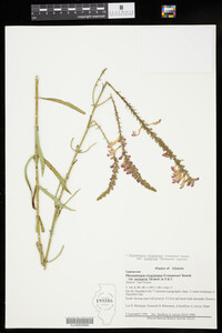 Physostegia virginiana ssp. praemorsa image