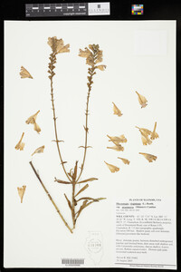 Physostegia virginiana ssp. praemorsa image