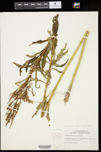 Physostegia virginiana ssp. virginiana image