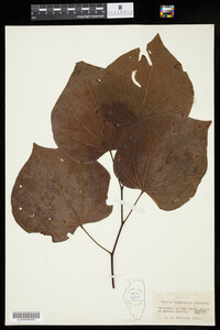 Cercis canadensis image