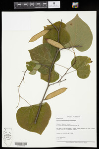 Cercis canadensis image