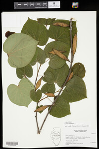 Cercis canadensis image