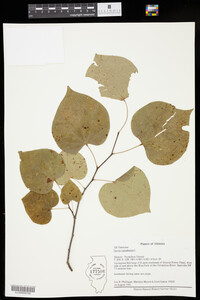 Cercis canadensis image