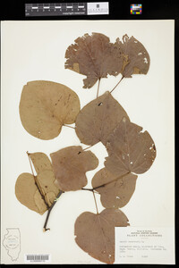 Cercis canadensis image
