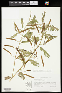 Chamaecrista fasciculata image