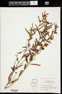 Chamaecrista fasciculata image