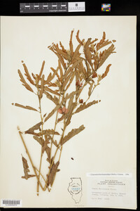 Chamaecrista fasciculata image