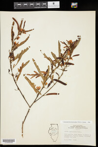 Chamaecrista fasciculata image