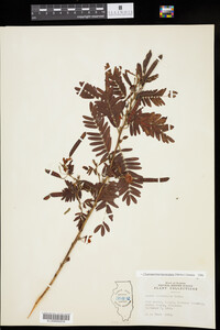 Chamaecrista fasciculata image