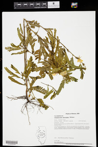 Chamaecrista fasciculata image