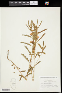 Chamaecrista fasciculata image