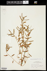 Chamaecrista fasciculata image