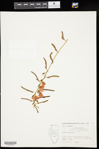 Chamaecrista fasciculata image