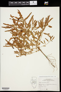 Chamaecrista fasciculata image