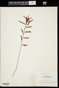 Chamaecrista fasciculata image