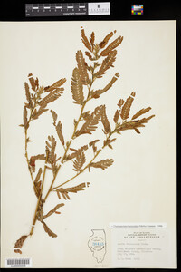 Chamaecrista fasciculata image