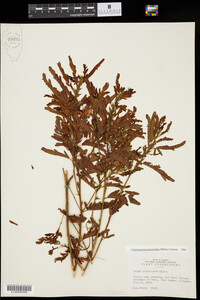 Chamaecrista fasciculata image