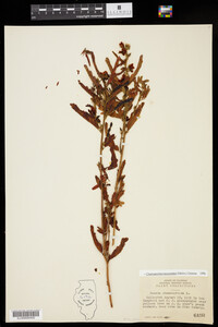 Chamaecrista fasciculata image