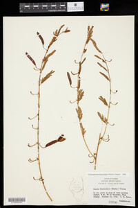 Chamaecrista fasciculata image