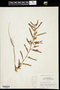 Chamaecrista fasciculata image