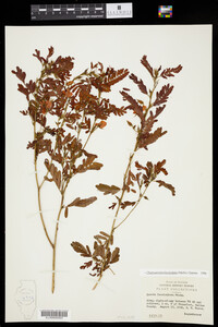 Chamaecrista fasciculata image