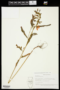 Chamaecrista fasciculata image