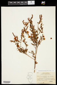 Chamaecrista fasciculata image