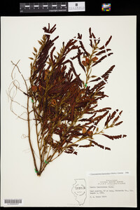 Chamaecrista fasciculata image