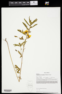 Chamaecrista fasciculata image